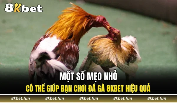 Một số mẹo nhỏ có thể giúp bạn chơi đá gà 8KBET hiệu quả